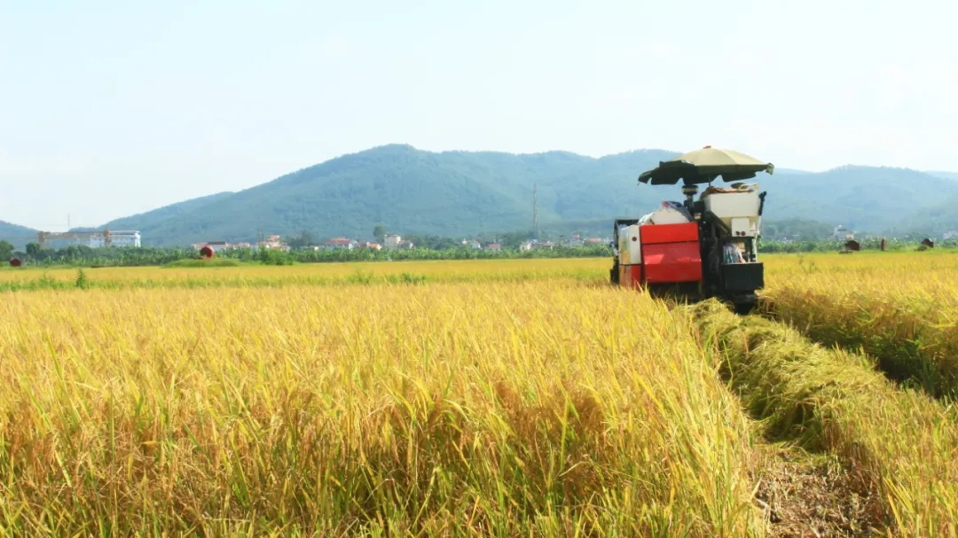 農(nóng)業(yè)農(nóng)村部召開常務(wù)會(huì)議強(qiáng)調(diào) 進(jìn)一步強(qiáng)化農(nóng)業(yè)防災(zāi)減災(zāi) 全力以赴奪取秋糧豐收