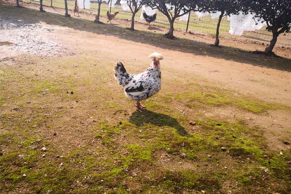 山西省肉雞養(yǎng)殖成套設(shè)備購(gòu)置補(bǔ)貼機(jī)具最高補(bǔ)貼額一覽表公示