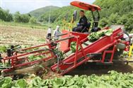 中國(guó)農(nóng)機(jī)院：國(guó)內(nèi)首臺(tái)輕簡(jiǎn)型白菜聯(lián)合收獲機(jī)研發(fā)成功