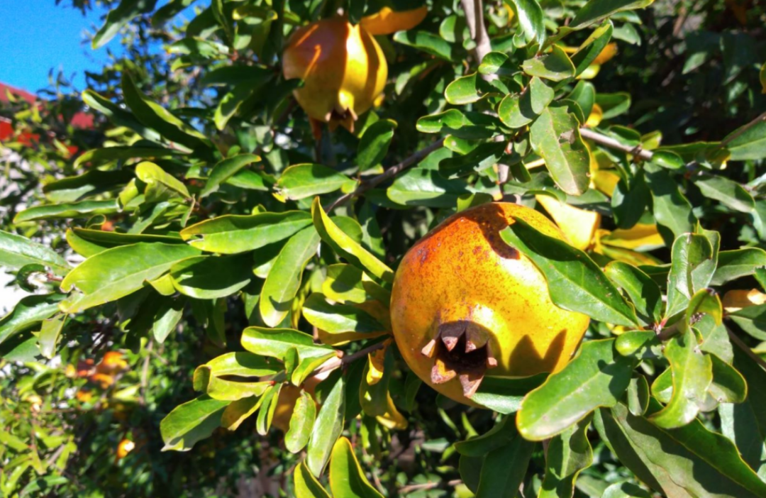 大发体育场推介2025年农bob体b体育软件产地初加工今晚必开生肖图化典型案例的通知