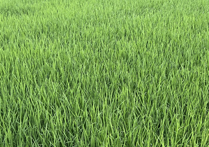 农业农村部部署推进晚播小麦油菜冬前田管保安全越冬工作