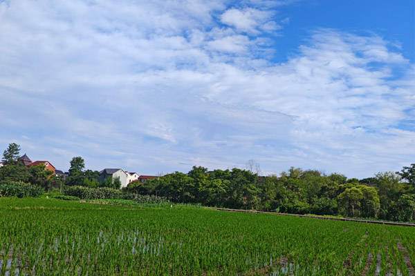 2026年冬小麦春季管理技术意见